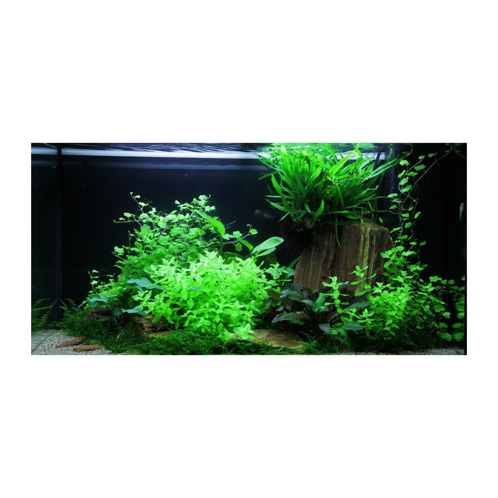 Tropica Bacopa Caroliniana
