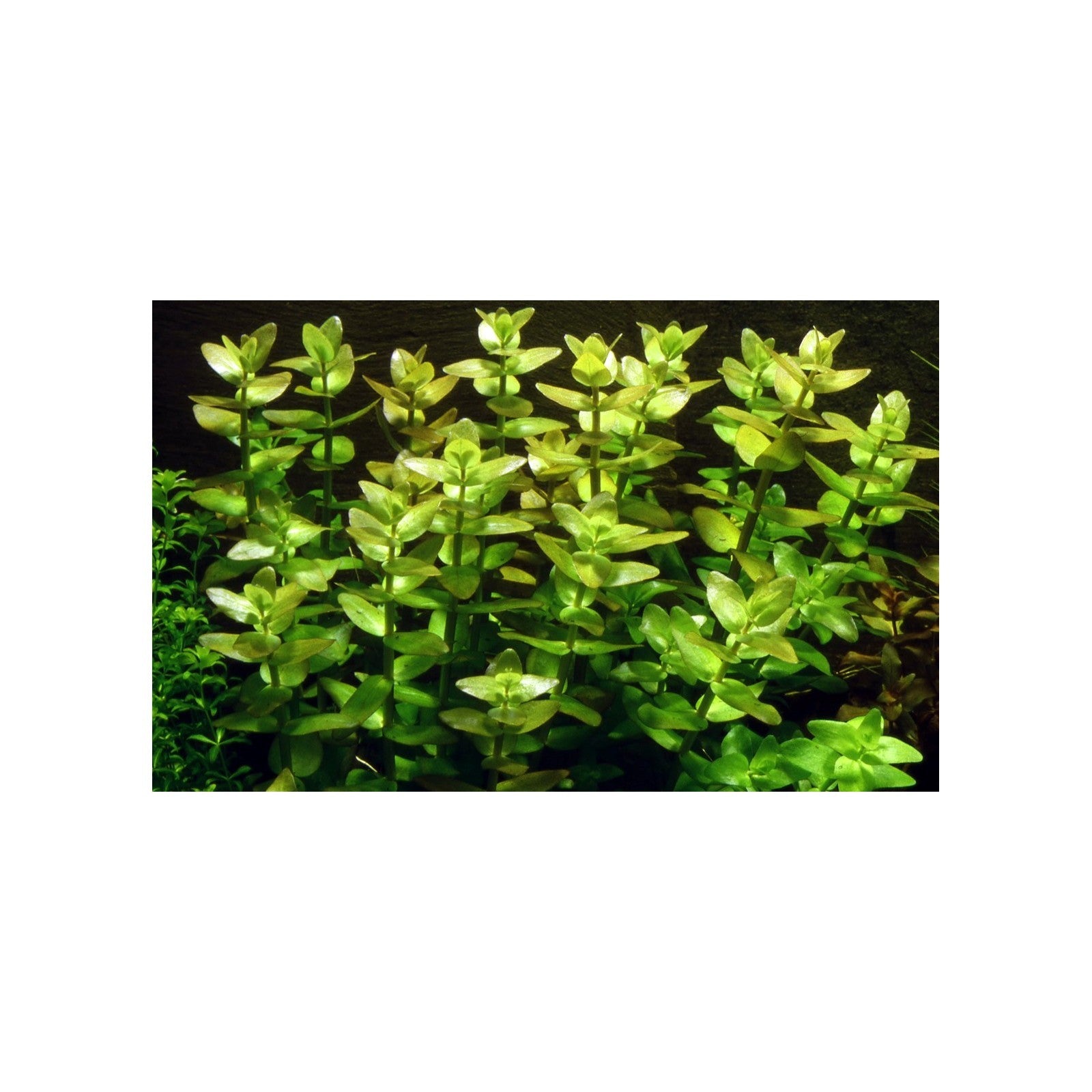 Tropica Bacopa Caroliniana