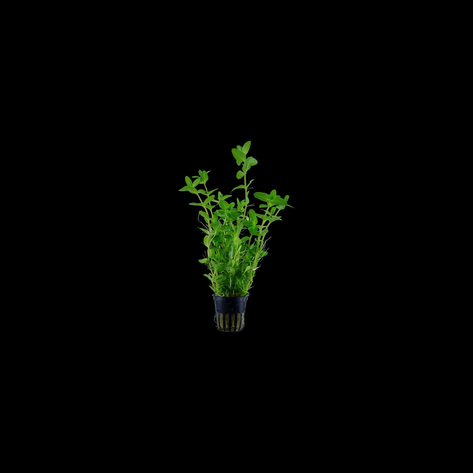 Tropica Bacopa Caroliniana
