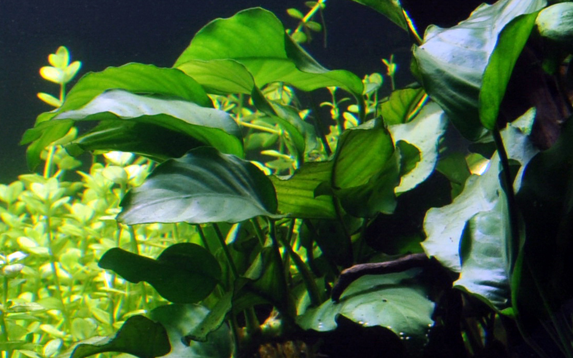 TROPICA Anubias Barteri var. Barteri