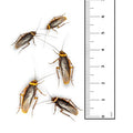 BLATTE (Lateralis)