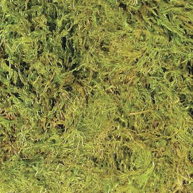 ZOOMED TERRARIUM MOSS MD