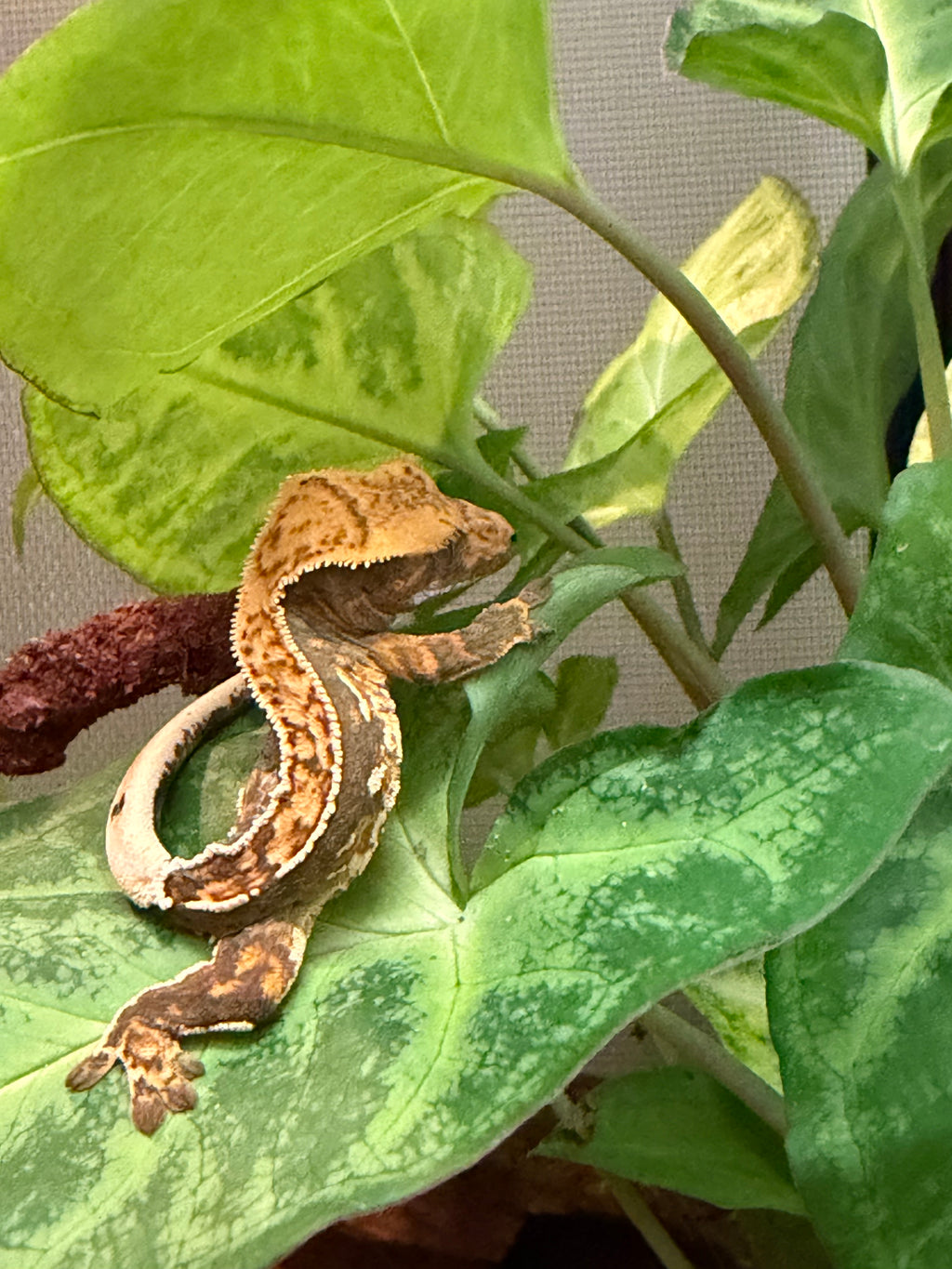 Geko Crestato - Correlophus ciliatus
