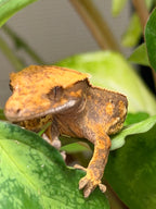 Geko Crestato - Correlophus ciliatus