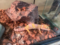 Geko Leopardino - Eublepharis macularius