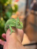 Camaleonte velato - Chamaeleo calyptratus