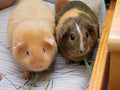 Cavia - Cavia porcellus