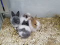 Coniglio Testa di Leone Nano