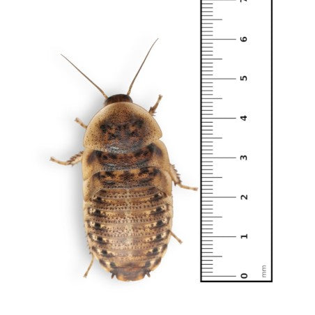 Blatta Dubia Adulto