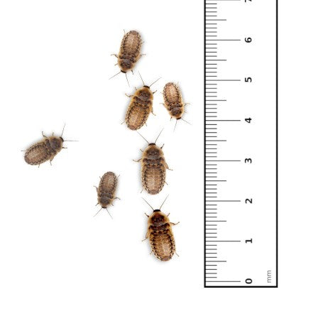 Blatta Dubia Small