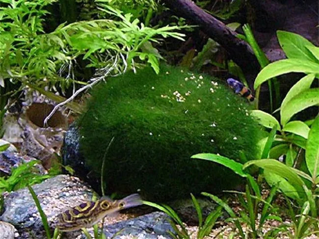 CHLADOPHORA SU RETE 5X5cm - TROPLANT