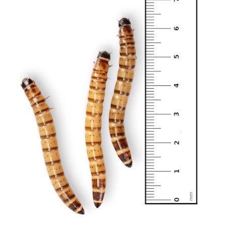 CAIMANI (Zophobas Morio )