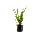 Tropica Cryptocoryne Crispatula