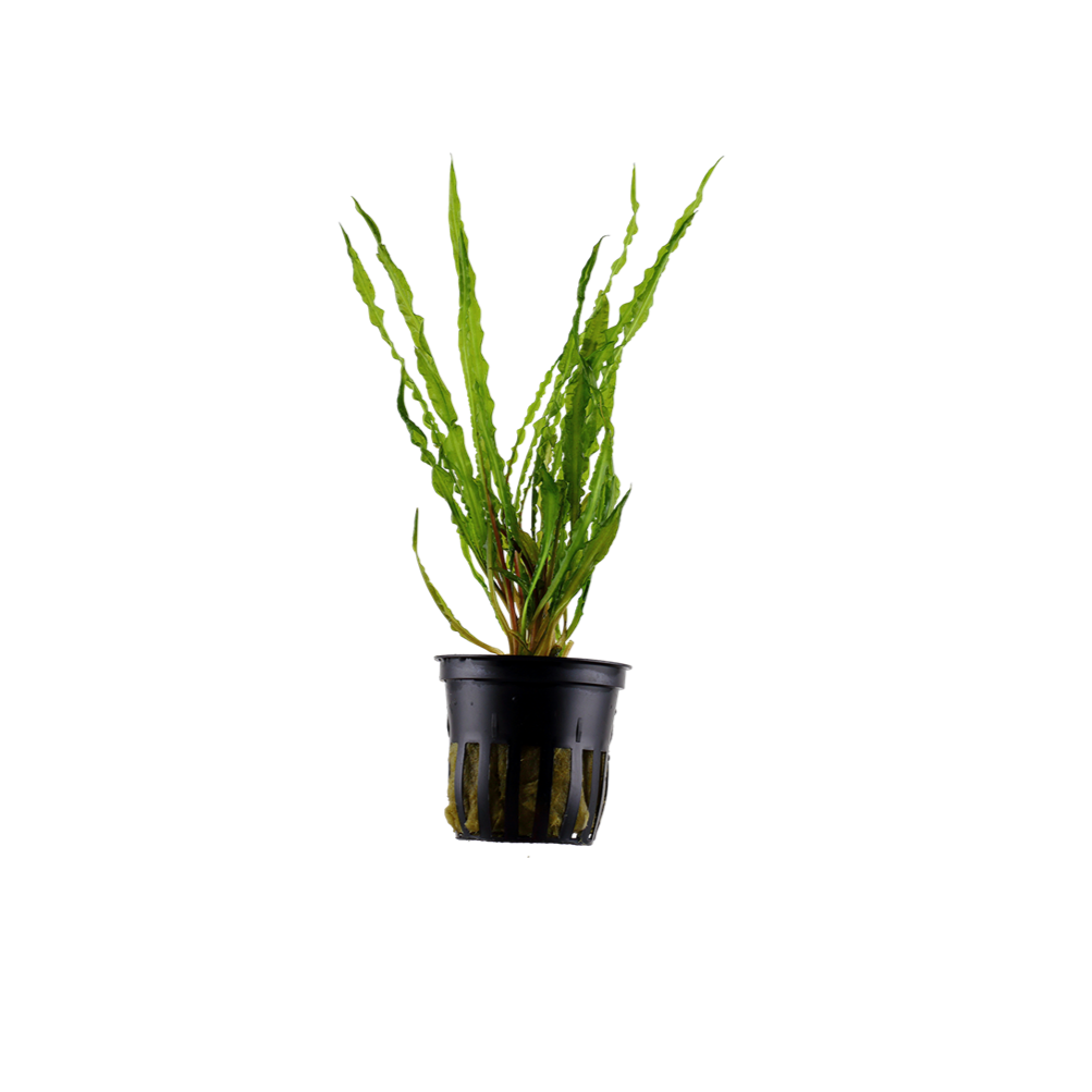 Tropica Cryptocoryne Crispatula