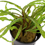 Tropica Cryptocoryne Crispatula