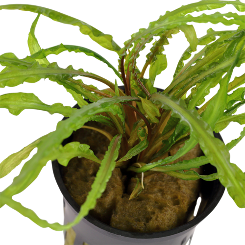 Tropica Cryptocoryne Crispatula