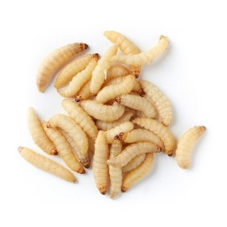 Camole del Miele - Galleria Mellonella