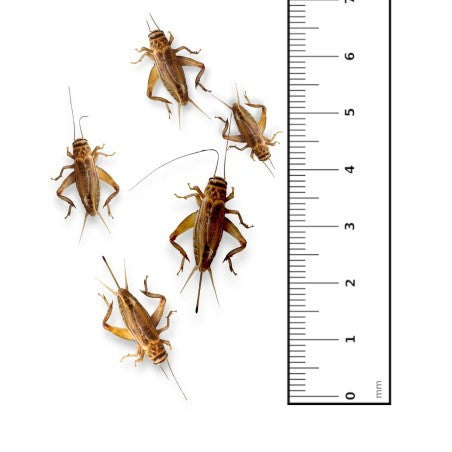 Acheta Domesticus Medium