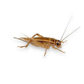 Acheta Domesticus Adulto