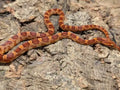 Serpente del Grano - Pantherophis guttatus