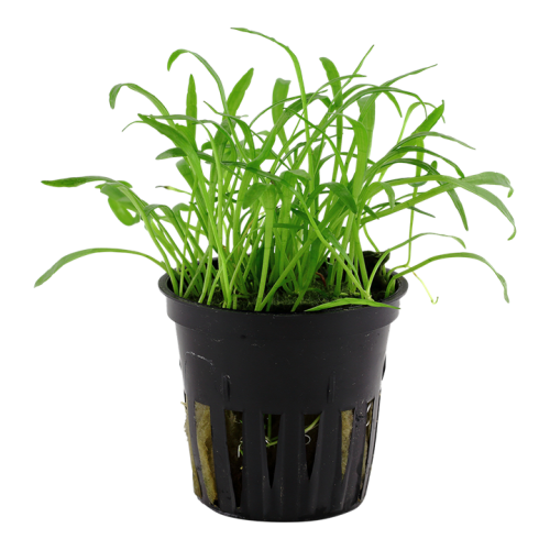 Tropica Lilaeopsis brasiliensis