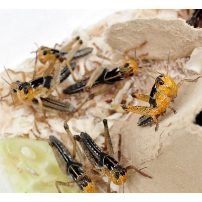 Locusta Migratoria medium