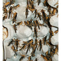 Locusta Migratoria subAdulta