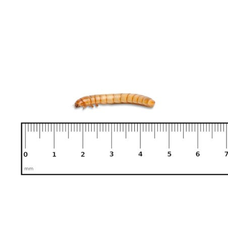 TARME DELLA FARINA  (Tenebrio Molitor)